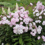 Phlox paniculata 'Mother of Pearl' Höstflox