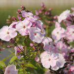 Phlox paniculata 'Mother of Pearl' Höstflox