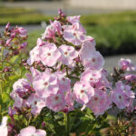 Phlox paniculata 'Mother of Pearl' Höstflox
