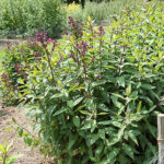 Phlox paniculata 'Starfire' Höstflox
