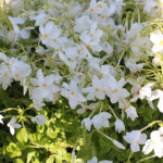 Phlox stolonifera 'Alba' Krypflox