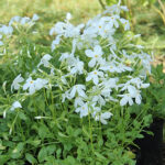 Phlox stolonifera 'Alba' Krypflox