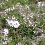 Phlox subulata 'Amazing Grace' Mossflox