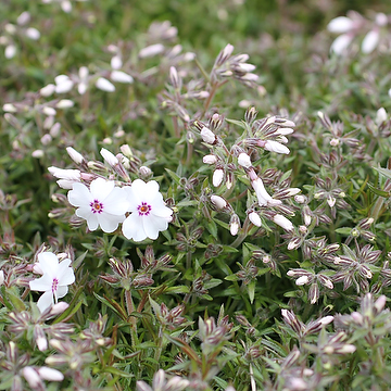 Phlox subulata 'Amazing Grace' Mossflox