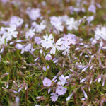 Phlox subulata 'Emerald Cushion Blue' Mossflox
