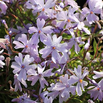 Phlox subulata 'Emerald Cushion Blue' Mossflox