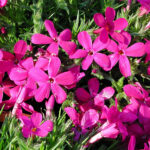 Phlox subulata 'McDaniel's Cushion' Mossflox