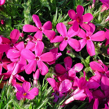 Phlox subulata 'McDaniel's Cushion' Mossflox