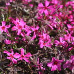 Phlox subulata 'Scarlet Flame' Mossflox