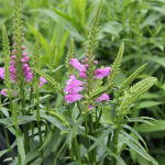 Physostegia virginiana 'Vivid' 2L Drakmynta