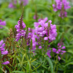 Physostegia virginiana 'Vivid' 2L Drakmynta