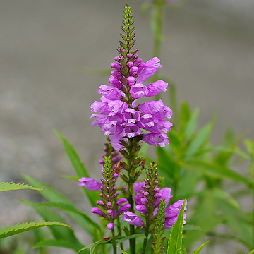 Physostegia virginiana 'Vivid' 2L Drakmynta