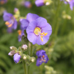 Polemonium caeruleum Blågull