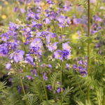 Polemonium caeruleum Blågull