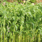 Polygonatum multiflorum Storrams