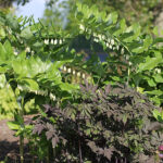 Polygonatum multiflorum Storrams