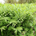 Polygonatum multiflorum Storrams