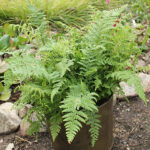 Polystichum setiferum Spetsbräken