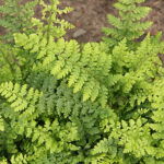 Polystichum setiferum Spetsbräken