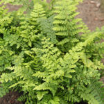 Polystichum setiferum Spetsbräken