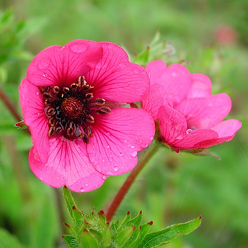 Potentilla nepalensis 'Ron Mc Beath' Indisk fingerört