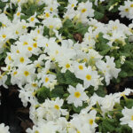 Primula Pruhoniciana-Gr. 'Sneeuwwitje' Violviva