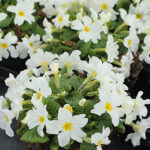 Primula Pruhoniciana-Gr. 'Sneeuwwitje' Violviva