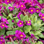 Primula Pruhoniciana-Gr. 'Wanda' Violviva