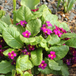Primula Pruhoniciana-Gr. 'Wanda' Violviva
