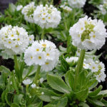 Primula denticulata 'Alba' Bollviva