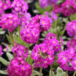 Primula denticulata 'Rubin' Bollviva