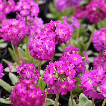 Primula denticulata 'Rubin' Bollviva