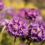 Primula denticulata violett Bollviva