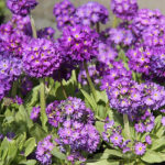 Primula denticulata violett Bollviva