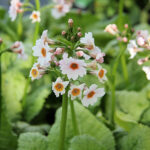 Primula japonica 'Apple Blossom' Japansk viva