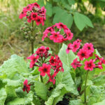 Primula japonica 'Miller's Crimson' Japansk viva