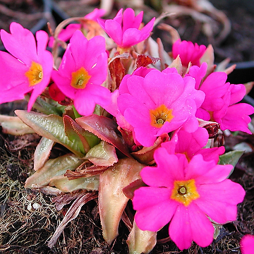 Primula rosea 'Gigas' Rosenviva