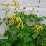 Pseudofumaria lutea Gul Nunneört