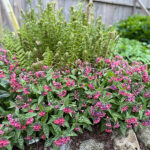Pulmonaria 'Shrimps on the Barbie' NY Lungört