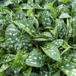 Pulmonaria 'Shrimps on the Barbie' NY Lungört