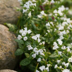 Pulmonaria 'Sissinghurst White' Fläckig lungört