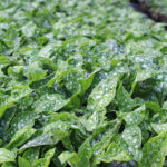 Pulmonaria 'Sissinghurst White' Fläckig lungört