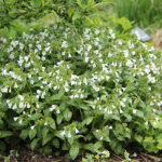 Pulmonaria 'Sissinghurst White' Fläckig lungört