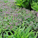 Pulmonaria saccharata 'Mrs Moon' Broklungört