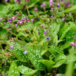 Pulmonaria saccharata 'Mrs Moon' Broklungört