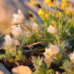 Pulsatilla vulgaris 'Alba' Backsippa