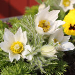 Pulsatilla vulgaris 'Alba' Backsippa