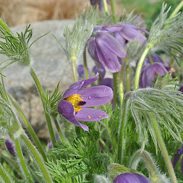 Pulsatilla vulgaris Backsippa
