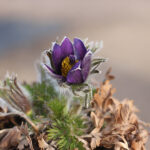 Pulsatilla vulgaris Backsippa