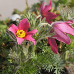 Pulsatilla vulgaris 'Röde Klokke' Backsippa